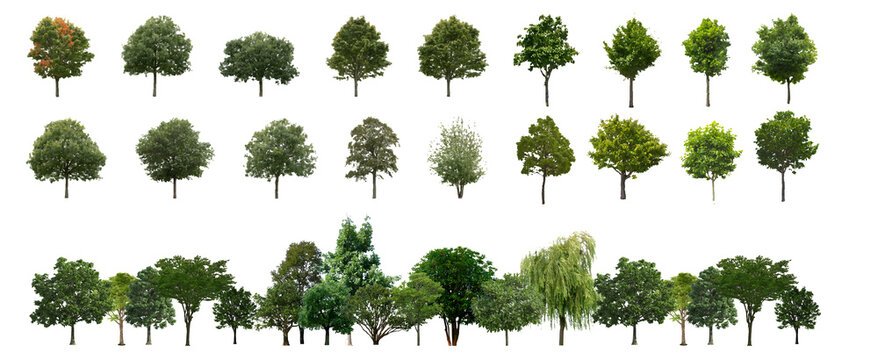 Deciduous Forest Cutout PNG for Landscape Design, Architectural Visualization, and Environmental Rendering