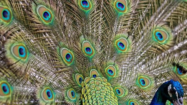 Peacock displaying vibrant colorful feathers.