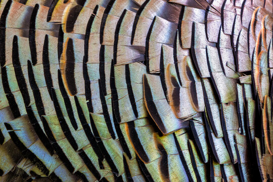 Wild Turkey Feathers Art