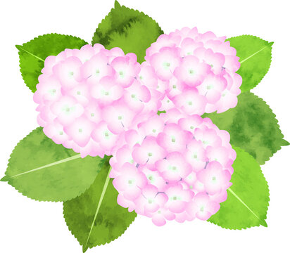 Watercolor-style illustration of hydrangeas/pink