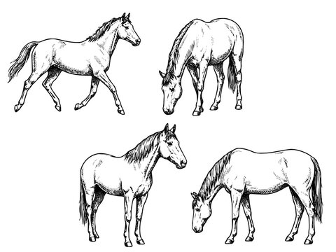 Farm Horse Engraving Illustration Collection
