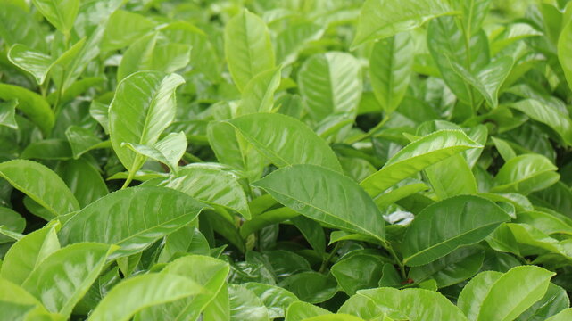 Close up view of vibrant green tea leaves on a plantation, showcasing beautiful agricultural landscape and natural. Sri Lanka