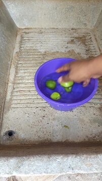 Washing Fresh Green Tomatillos in Water Basin
