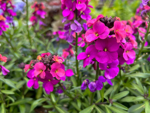 Pink Erysimum or wallflower