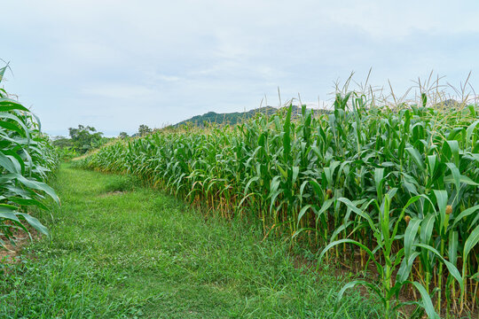 Cornfield in nature in the morning. Peaceful nature