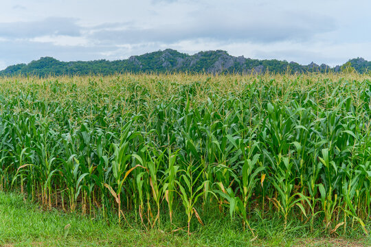 Cornfield in nature in the morning. Peaceful nature