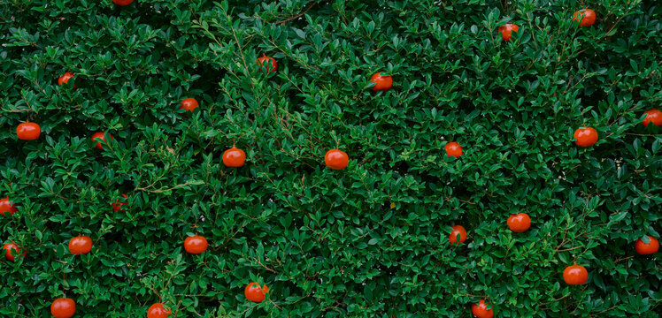 lush green bush with scattered red fruits