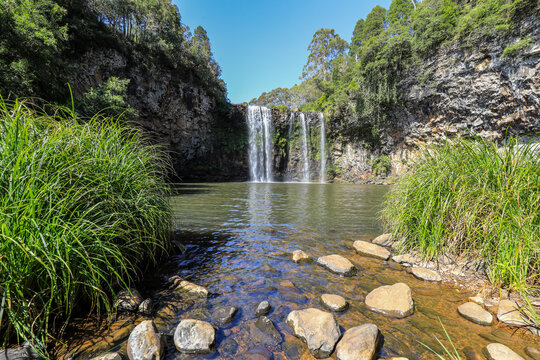 Dangar Falls flowing into pool in Dorrigo, New South Wales, Australia. Scenic natural landscape showing cascading water entering freshwater basin surrounded by forest environment.