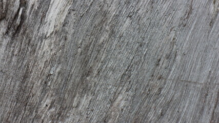 Close up texture of a tree bark © SISIRA