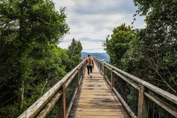 Fototapeta premium Woman walking along timber skywalk at Dorrigo National Park in New South Wales, Australia. Scenic rainforest landscape viewed from elevated wooden platform overlooking natural forest environment.