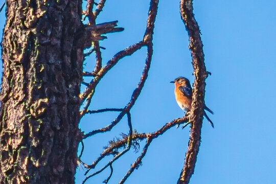 Oriental bluebird or cinnamon-throated bluebird (Sialia sialis) small bird on a branch in a forest, in the Sierra Madre Occidental in Mexiquillo, Durango