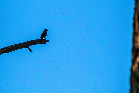 Silhouette of an oriental bluebird or cinnamon-throated bluebird (Sialia sialis), a small bird on a branch in a forest, in the Sierra Madre Occidental in Mexiquillo, Durango.