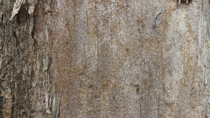 Close up texture of a tree bark © SISIRA