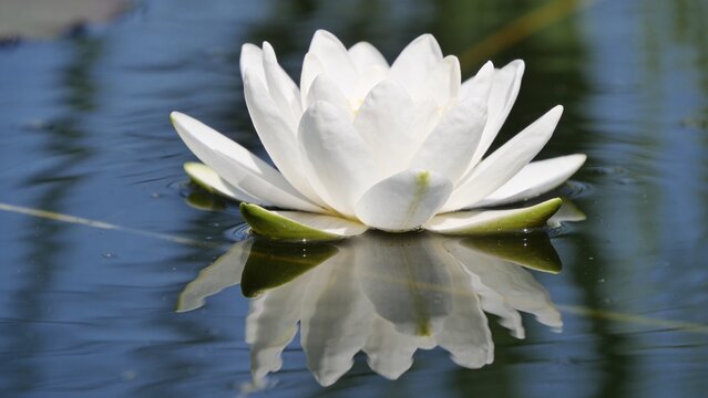  is a serene, close-up photograph of a single white water lily floating on a calm body of water. The composition is centered, with the flower occupying the middle of the frame. The water lily has pris