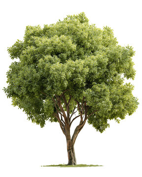 Green leafy deciduous tree with thick brown trunk and lush foliage in bright summer light.