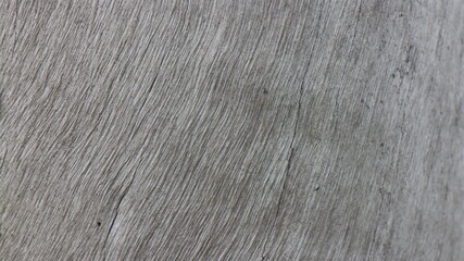 Fototapeta premium Close up texture of a tree bark