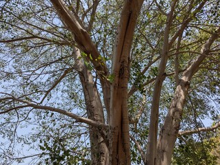 Fototapeta premium Majestic Tree Canopy Against Blue Sky