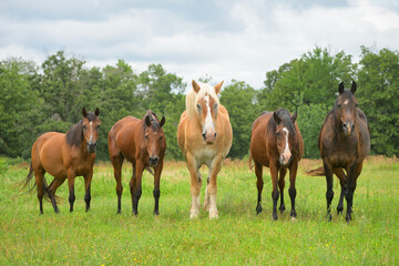Obraz premium Five horses standing in the pasture, looking at the viewer