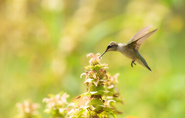 Fototapeta premium Side view of a Ruby-throated Hummingbird feeding on a Spotted Beebalm in summer sunshine