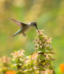 Fototapeta premium Ruby-throated Hummingbird hovering over a beebalm, getting nectar