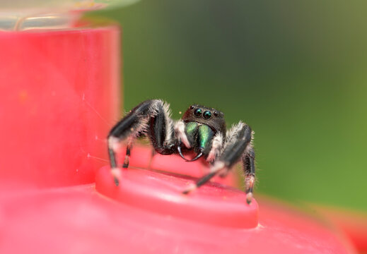 Male Phidippus clarus, or Brilliant jumping spider, getting nectar from a Hummingbird feeder