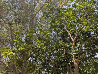 Fototapeta premium Vibrant Green Tree Foliage in Sunlight