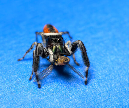 Male Brilliant jumping spider with prey, on blue background