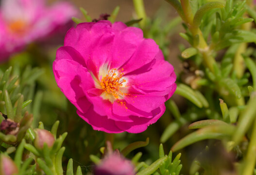 Closeup of a brilliant pink Portulaca in a summer garden