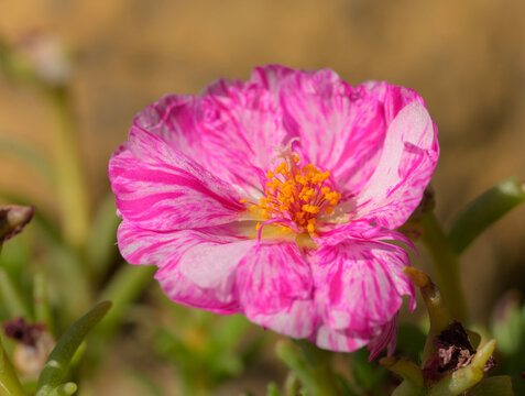 Bicolored pink and white Moss rose, or Portulaca, in summer sun