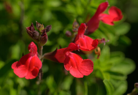 Closeup of a cardinal red Salvia flowers