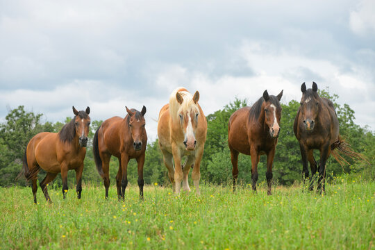 Horses resting in a pasture, lazily looking at the viewer, about to fall asleep