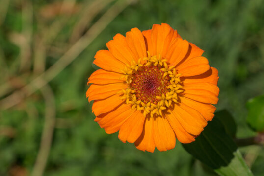 Closeup of an orange Zinnia