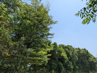 Fototapeta premium Lush green trees line the vibrant blue sky