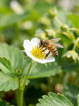 A honeybee is actively collecting nectar from a white flower on a strawberry plant. The bee is covered in yellow and brown stripes.