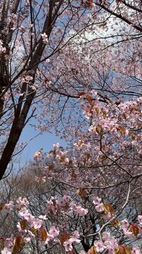 Tilt-down shot of cherry blossoms in full bloom on a sunny day