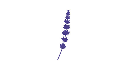 Single Lavender Flower Stem with Purple Blooms. © Bocil