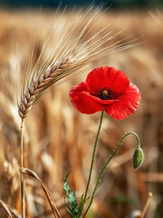 Fototapeta premium : Red Poppy Flower with Wheat Ears in Golden Field. AI generative.