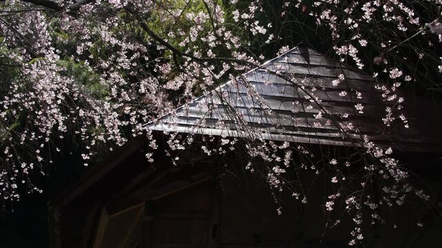 庵と枝垂れ桜