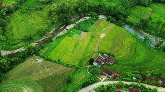 Top down aerial of patchwork rice fields and farmhouses along river