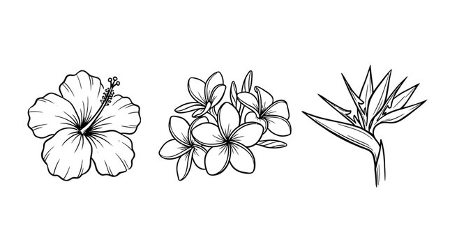 Line art floral arrangements hibiscus plumeria and bird of paradise flowers