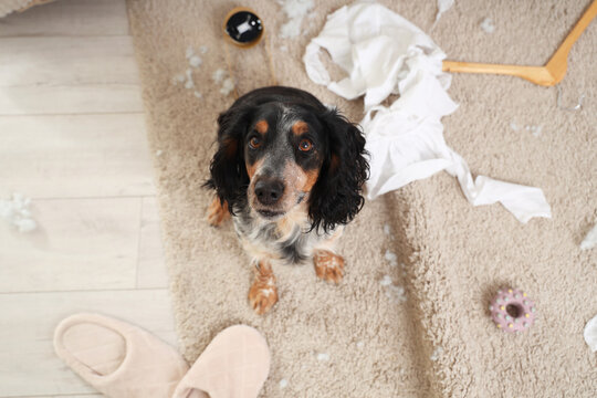 Naughty cocker spaniel on carpet in messy bedroom, top view