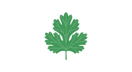 Fototapeta premium Single Green Leaf with Multiple Lobes.