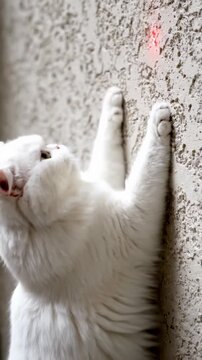Cute White Persian Kitten Playing with a Red Laser Dot on a Textured Wall.