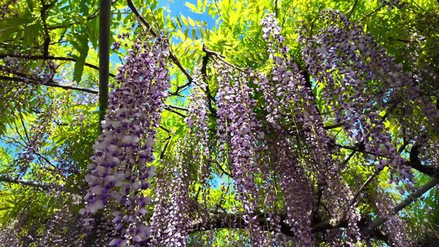 風に揺れる石藤崎八幡宮のフジの花　山鹿市