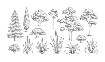 Collection of hand drawn trees and plants in style nature botanical foliage © Mehedy