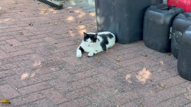 A black and White cat relaxing.