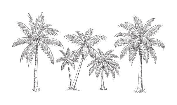 Five style palm trees with coconuts white vintage tropical nature