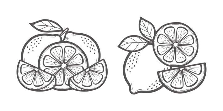 Hand drawn citrus fruits lemon and orange slices with leaves