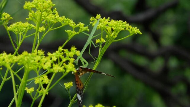 ヒョウモンチョウを捕食するカマキリ