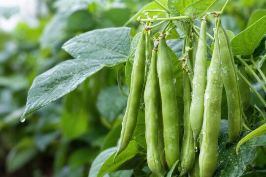 Close-up of fresh green bean pods hanging from a plant with water droplets in a lush organic vegetable garden, vibrant green colors, natural outdoor lighting, healthy agriculture